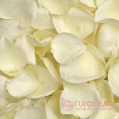 Белые лепестки роз