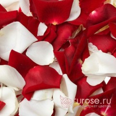 Красно-белые лепестки роз