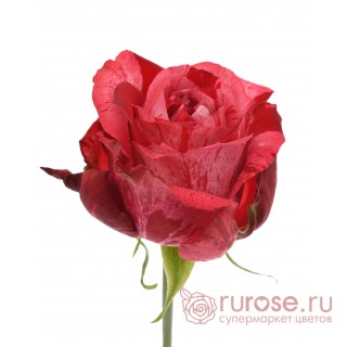 Роза Frou-Frou (Фру-Фру)