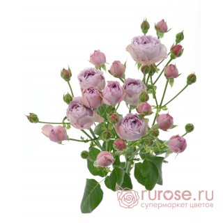 Роза кустовая пионовидная Lavender Bubbles (Лавендер Баблс)