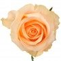 Роза Pich Avalanche (Пич Аваланж)