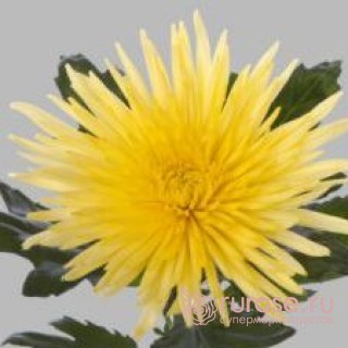 Anastasiya Yellow | Хризантема одноголовая желтая